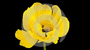 Top View Growing Big yellow Bud Tulip Flower and Dew Petals. Amazing Beautiful Blooming Plant in Timelapse. Lovely