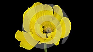 Top View Growing Big yellow Bud Tulip Flower and Dew Petals. Amazing Beautiful Blooming Plant in Timelapse. Lovely