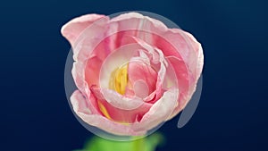 Top View Growing pink Bud Tulip Flower. Amazing Beautiful Blooming Plant in Timelapse. Lovely Romantic and Natural