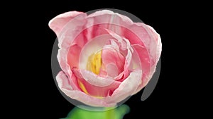 Top View Growing pink Bud Tulip Flower. Amazing Beautiful Blooming Plant in Timelapse. Lovely Romantic and Natural