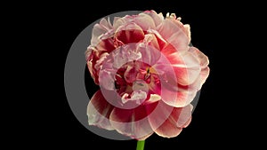 Top View Growing red Bud Tulip Flower. Amazing Beautiful Blooming Plant in Timelapse. Lovely Romantic and Natural