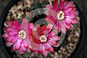 top view of gymnocalycium baldianum flower blooming