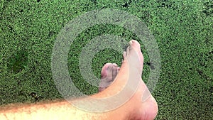 Top view of hairy male legs that dangle on a sunny day over a marsh covered with duckweed