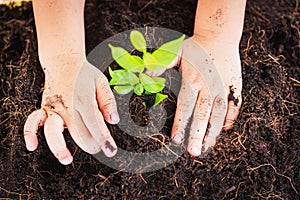 Top view Hand of Asian cute little child boy planting young tree on black soil