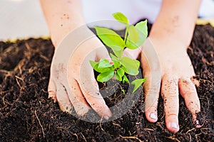 Top view Hand of Asian cute little child boy planting young tree on black soil