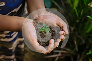 top view of Hand holding small tree for planting. plant growing on soil. concept green world. nature conservation