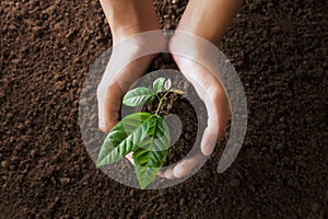 top view hand holding young tree on soil background for planting in garden