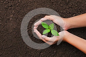 top view hand holding young tree on soil background for planting in garden