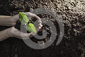 Top view hand of person holding abundance soil with young plant in hand   for agriculture or planting peach nature concept