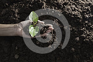 Top view hand of person holding abundance soil with young plant in hand   for agriculture or planting peach nature concept