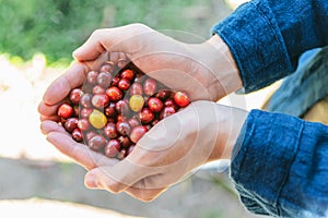 Top view of Hand picked ripe Red Arabica coffee berries in hands in the Akha village of Maejantai on the hill in Chiang Mai.