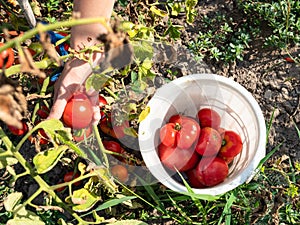 Top view of hand picking ripe tomatoes into bucket