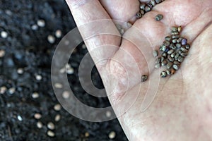 Top view of hand sowing seeds in the soil.
