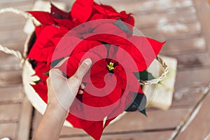 Top view of a hand touching vibrant red holiday Christmas pointsettia leaves