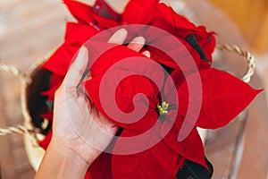 Top view of a hand touching vibrant red holiday Christmas pointsettia leaves