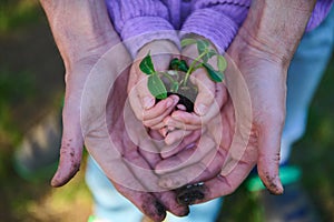 Top view: Hands of an adult and a child holding a black soil with a young cucumber sprout. Environmental education and
