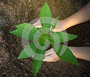 The top view of the hands that dominate the tree seedlings represents natural environmental friendliness