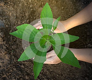 The top view of the hands that dominate the tree seedlings represents natural environmental friendliness photo