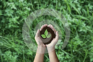 Top view hands holding tree growing on green meadow background. Saving environment and natural conservation concept with tree