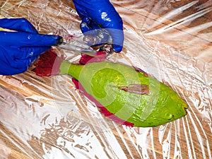 Top view of hands paint fin of green Orata fish