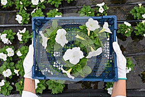 Top view of hands in work gloves holding a flower seedlings in a pot in a plastic box. White petunia seedling