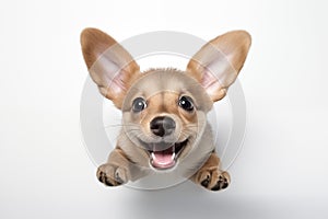 Top view of a happy cute puppy playing with his head up, isolated on a white background