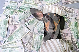 Top view of a happy dog breed dachshund, black and tan, lies on a pile of counterfeit money dollars in a criminal costume