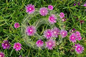 Top view of hardy iceplant, a species of sheepfigs delosperma in the garden