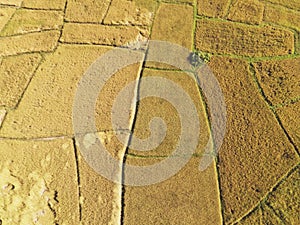 Top view harvest rice field from above with agricultural crops yellow ready to harvest, Aerial view of the rice field area fields