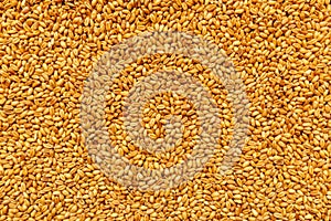 Top view of harvested barley wheat cereal grains