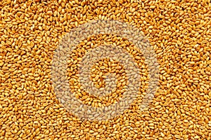Top view of harvested barley wheat cereal grains photo