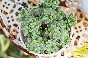 Haworthia cooperi in a pot