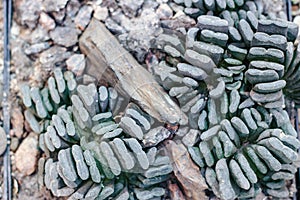 Top view of Haworthia truncata in botanical garden