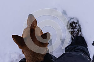 Top view of the head of a dog with big ears, next to him a person. The two of them on a field of virgin snow