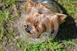 Top view of the head of the Yorkshire Terrier with its tongue hanging out against the background of blurred green grass