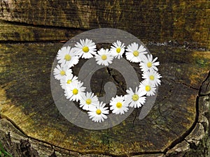 Top view. Heart shaped daisy flowers bouquet on tree stump background. Bellis perennis.