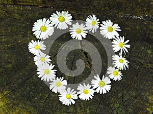 Top view. Heart shaped daisy flowers bouquet on tree stump background. Bellis perennis.