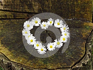 Top view. Heart shaped daisy flowers bouquet on wood background. Bellis perennis. Spring summer white flower.