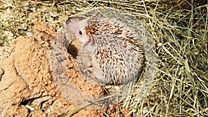 Top view hedgehog is sniffing intensively. photo