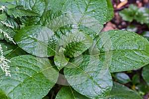 Top view of the herbaceous plants with wet sessile leaves