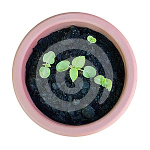 Hibiscus moscheutos seedlings growing in flower pot isolated on white background. Growing hibiscus from seeds