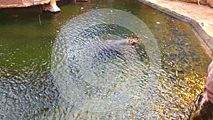 Top view of a hippopotamus that swims in the water.