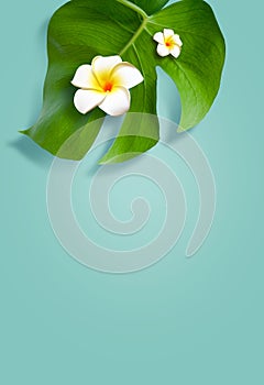 Top view of holiday travel beach with flower plumeria and monstera leaves on blue background.