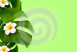 Top view of holiday travel beach with flower plumeria and monstera leaves on green background
