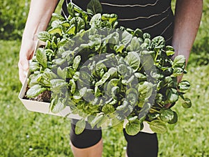 top view of home grown pak choi in sowing shell