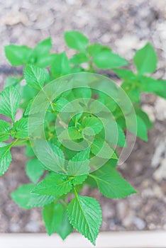 Top view homegrown Elsholtzia ciliate or Vietnamese balm at backyard garden near Dallas, Texas, USA