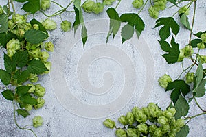 Top view of hop branch with leaves and flowers frame over gray background copy space.