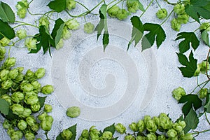 Top view of hop branch with leaves and flowers frame over gray background copy space.