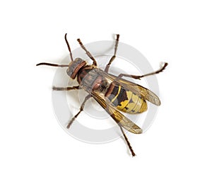 Top view of a Hornet, Vespa Crabro, isolated