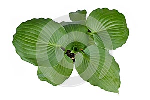 Top view of `Hosta Moonlight Sonata` garden plant on white background